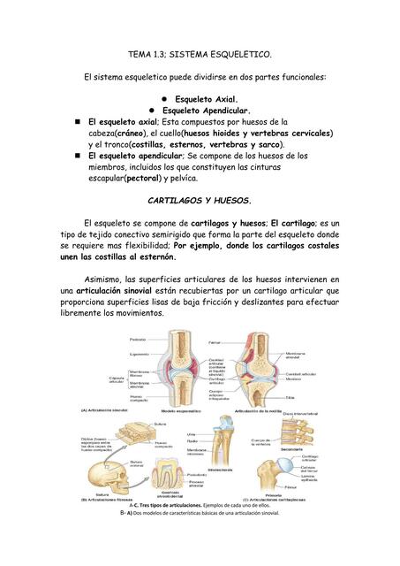 Sistema Esquelético  