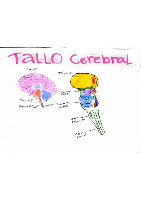 Tallo Cerebral Angie Sanchez Casariego Udocz