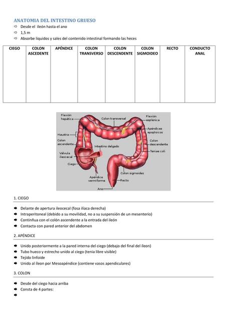 Anatomía Del Inestino 