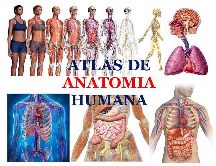 Atlas de Anatomia Humana 