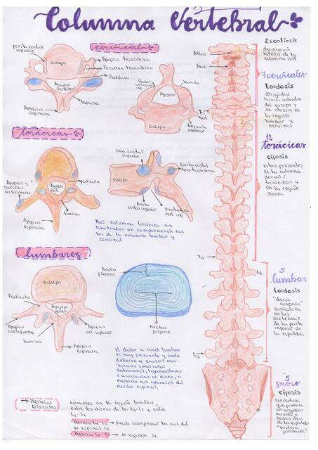 ANATOMIA HUMANA 2