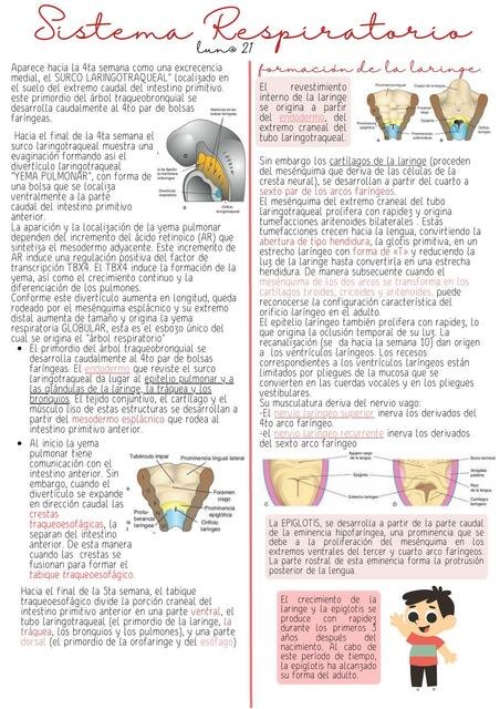 desarrollo embriológico del sistema respiratorio