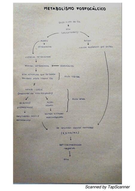 Metabolismo fosfocalcico