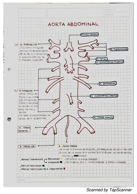 Aorta abdominal