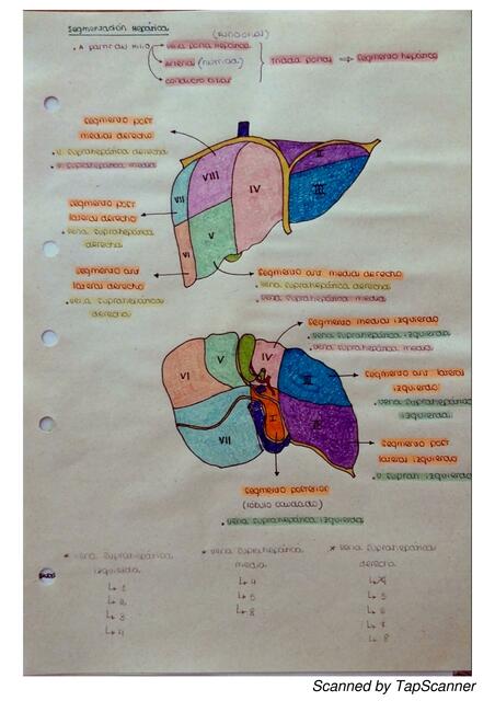 Segmentación hepática