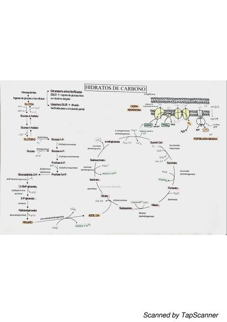 Metabolismo de glucosa