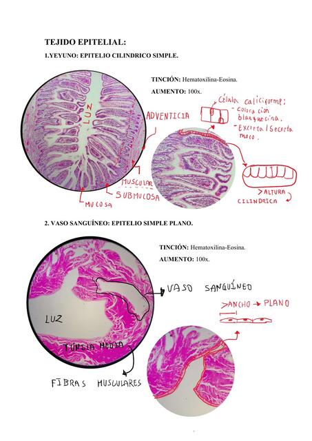 HISTOLOGÍA - MUESTRAS UNIDAD I