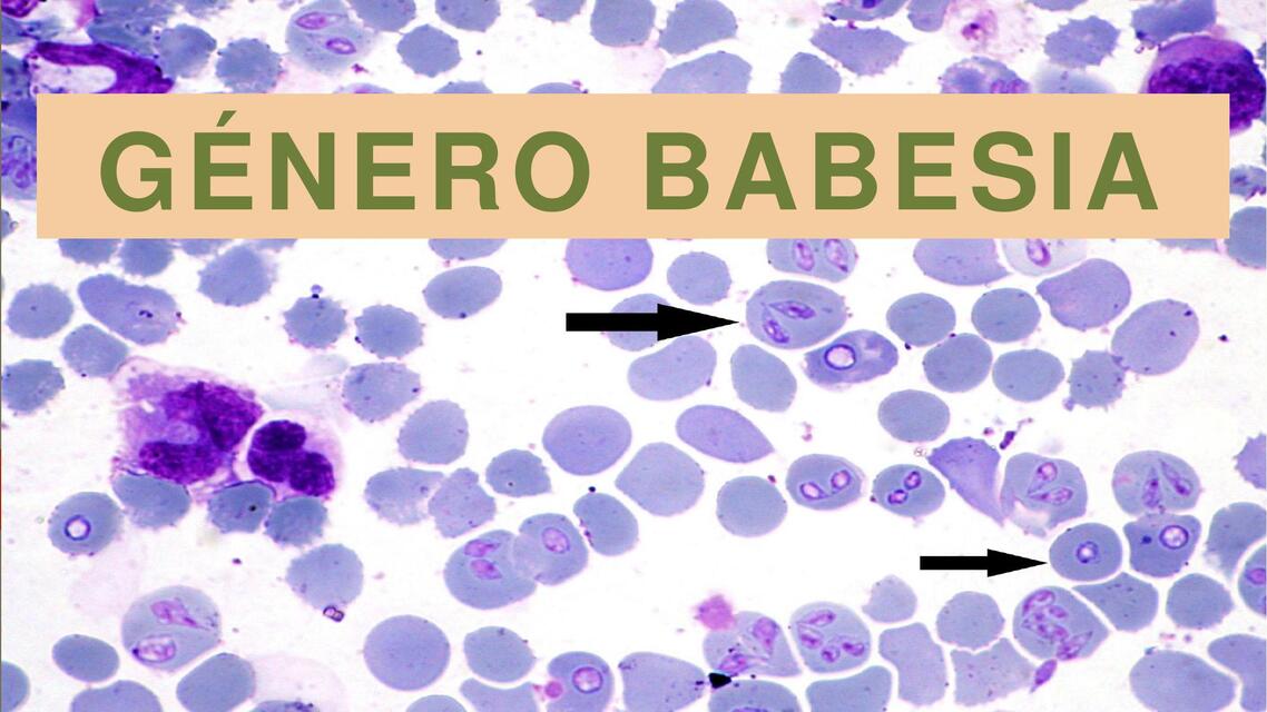 Generó babesia 