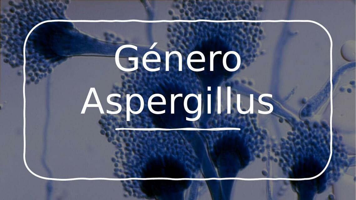 Género Aspergillus