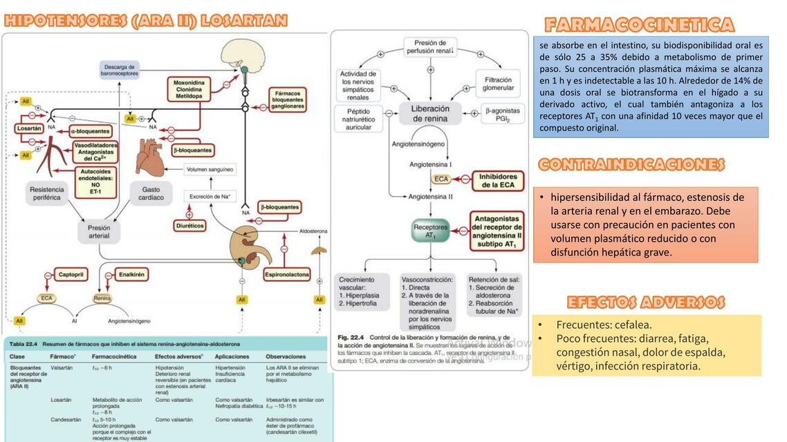 Hipotensores