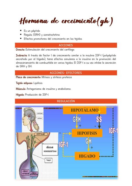 Hormona de crecimiento 