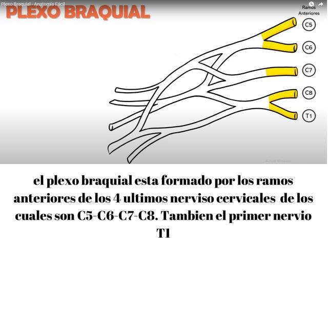 Plexo Braquial 