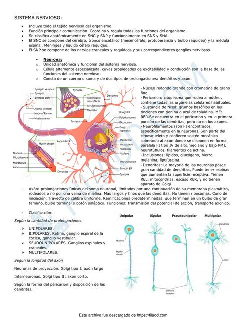 Histologia del sistema nervioso