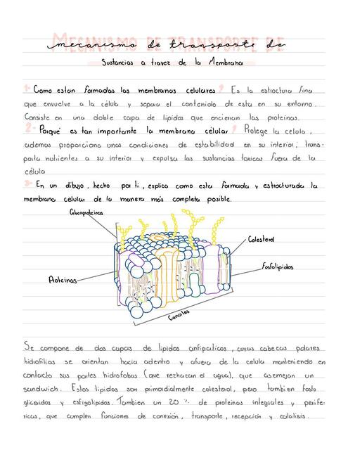 Mecanismos de transporte a través de la membrana