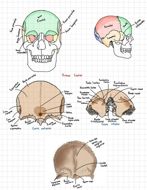 Huesos del Craneo