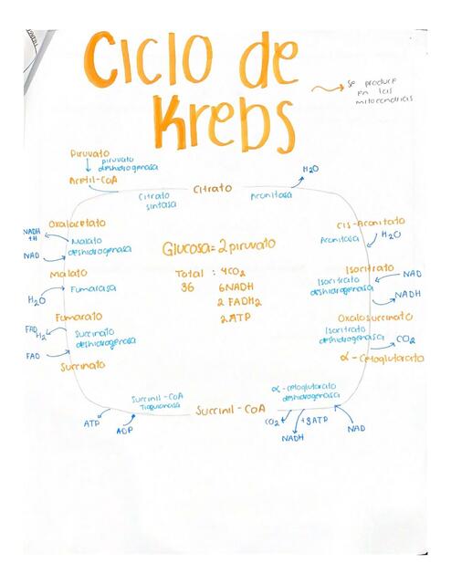 Ciclo de Krebs