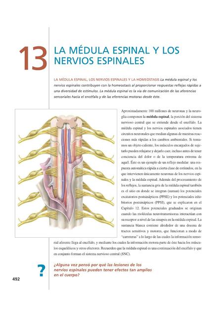 Capítulo 13 Medula espinal y los nervios espinales 