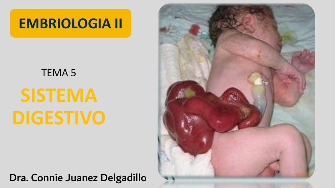 Sistema digestio