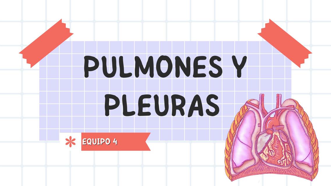 Anatomia de pulmones y pleuras