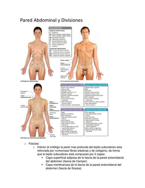 Pared Abdominal y Divisiones