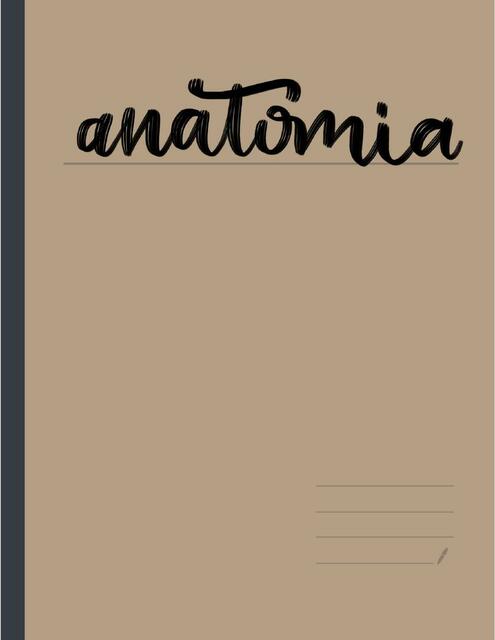 Anatomía Renal Carla Vera uDocz