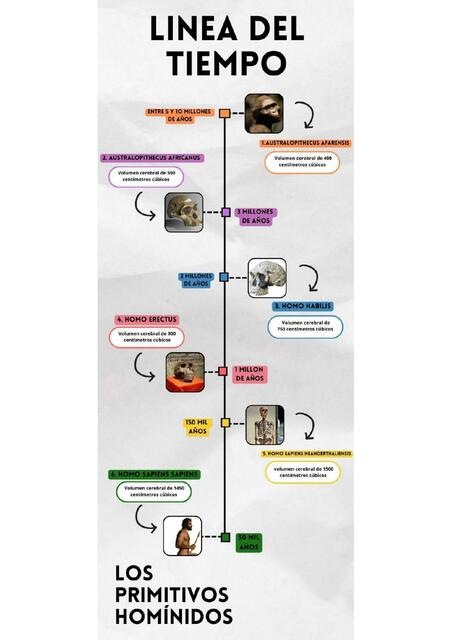 Línea de tiempo de los homínidos
