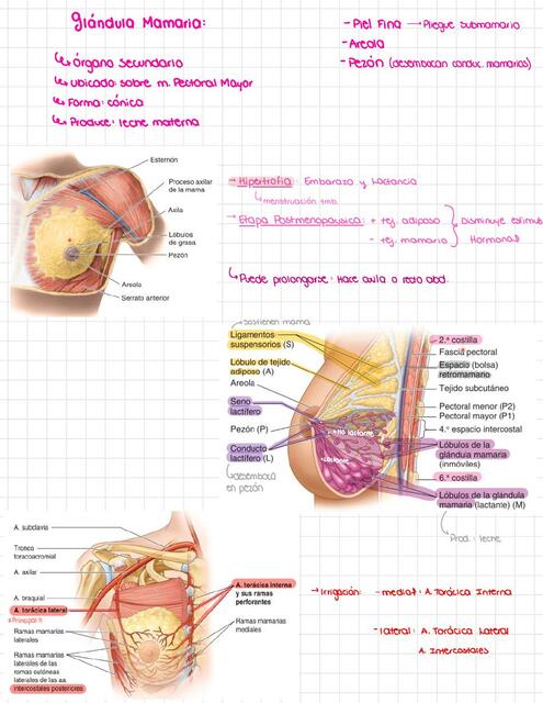 Lec 44 Glándula Mamaria
