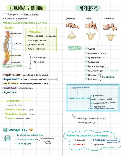 Columna Vertebral y Osteologia del tórax y miembro superior