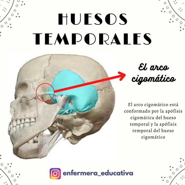 Huesos temporales | ENFERMERA EDUCATIVA | uDocz