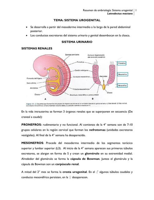 Sistema Urogenital 