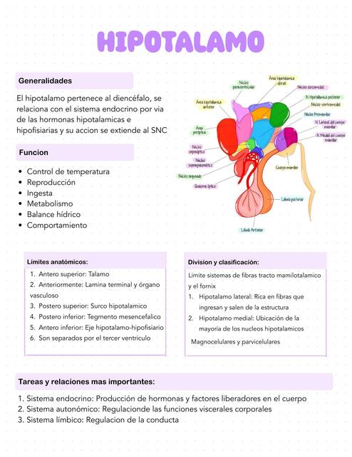 Hipotalamo