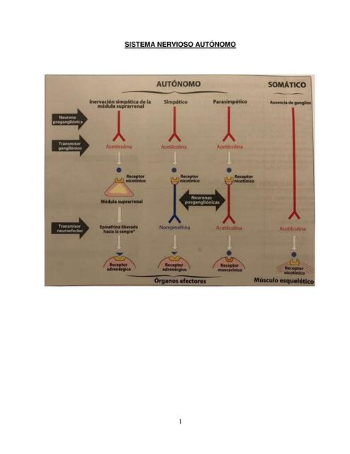 Sistema Nervioso Autónomo 