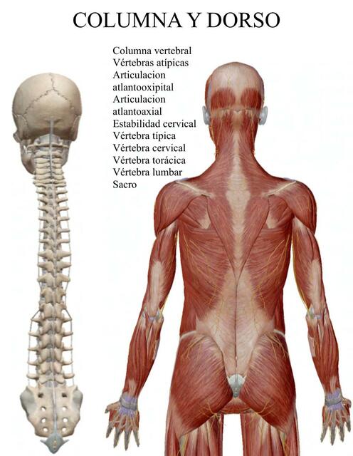 Columna y Dorso 