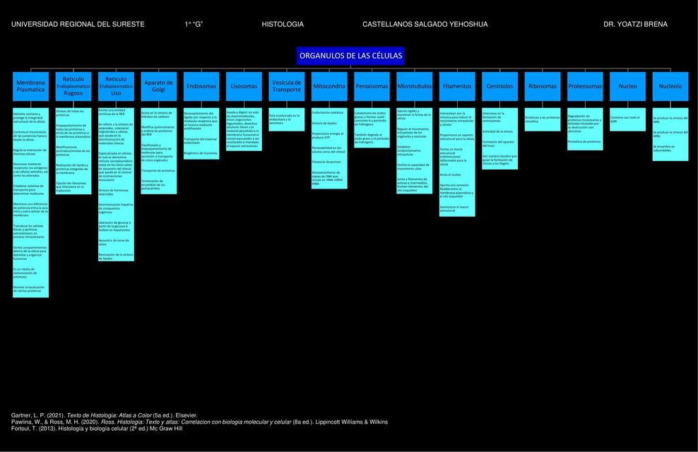 Orgánulos de las células