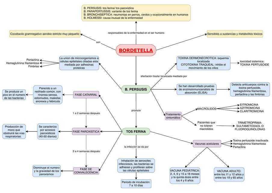 Bordetella