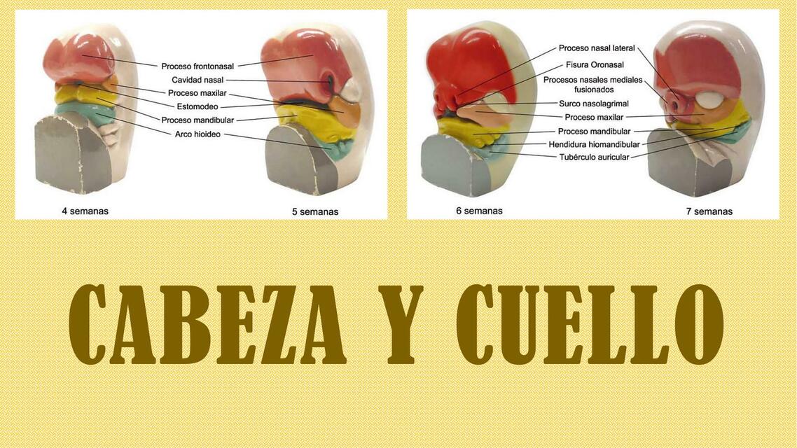 Cabeza y Cuello