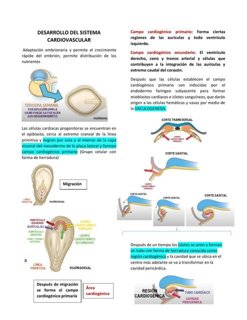 Apuntes desarrollo del sistema cardiovascular