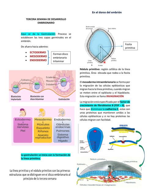 Tercera Semana de Desarrollo Embrionario 