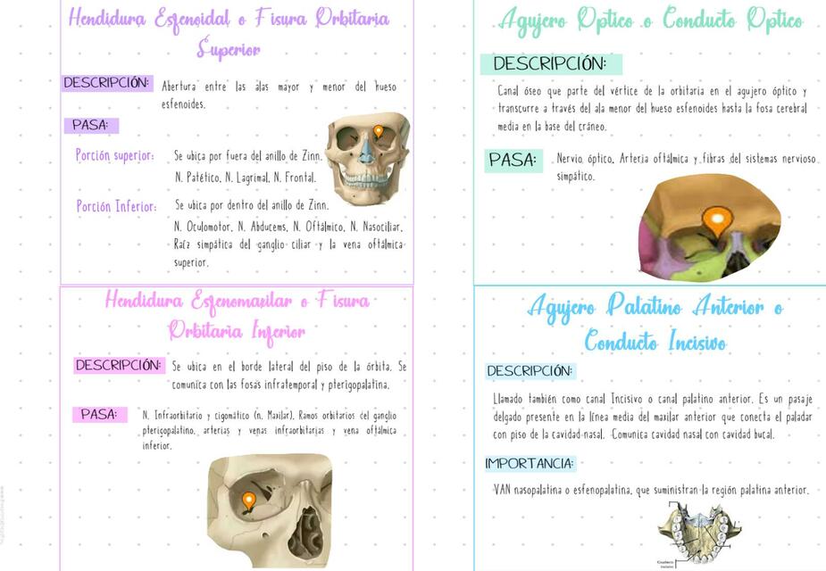 Flashcards de Agujeros Excocraneales