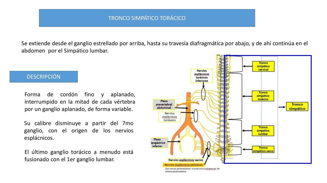 Anatomía