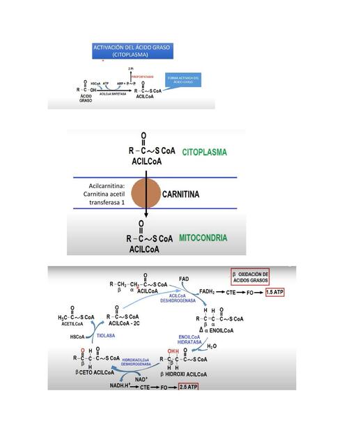 Metabolismo Lípidos 2