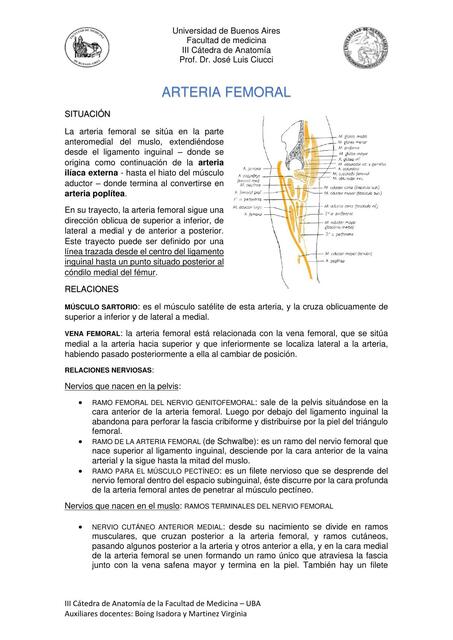 Arteria Femoral 