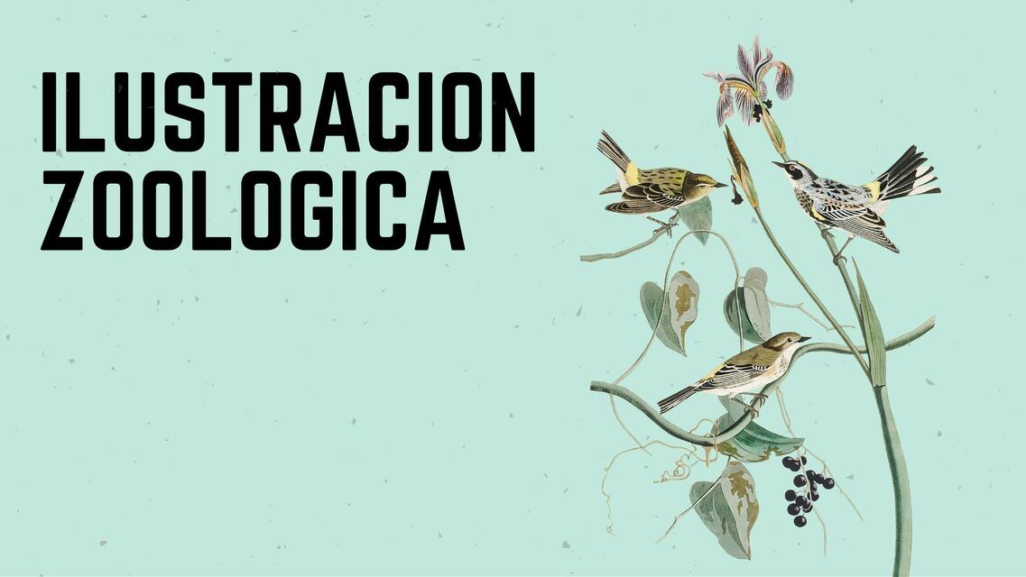 Ilustración Zoologica