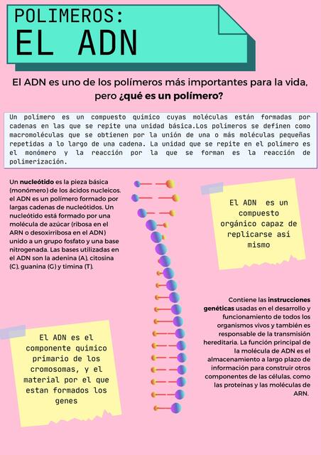 Polímeros: el ADN