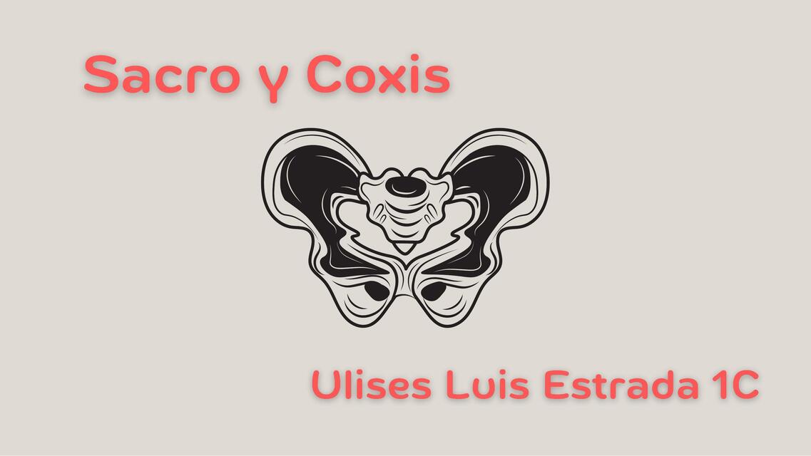 Sacro y coxis 