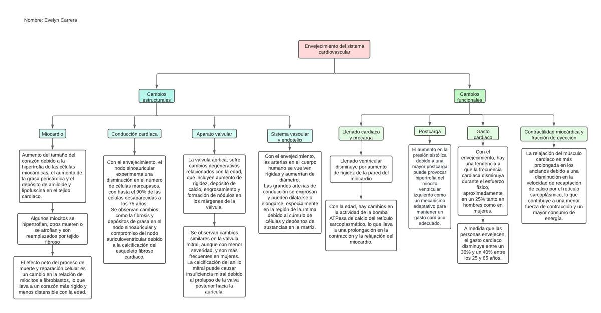 Cambios fisiológicos Sistema cardiovascular vejez