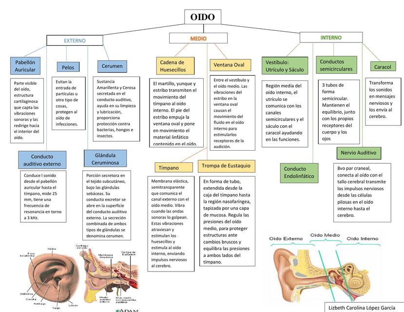 Fisiologia del oido  