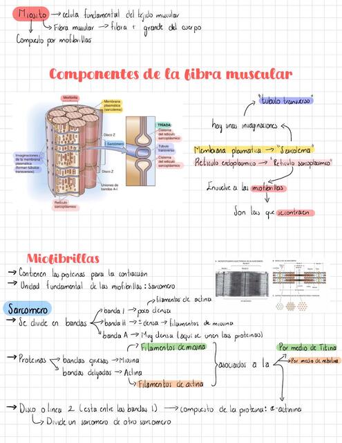 Componentes de la fibra muscular