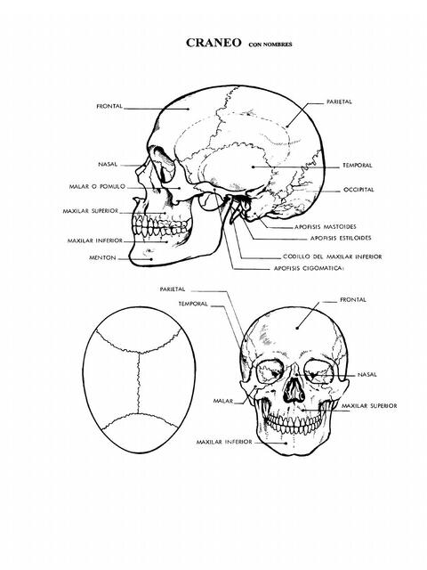Esquema Cráneo