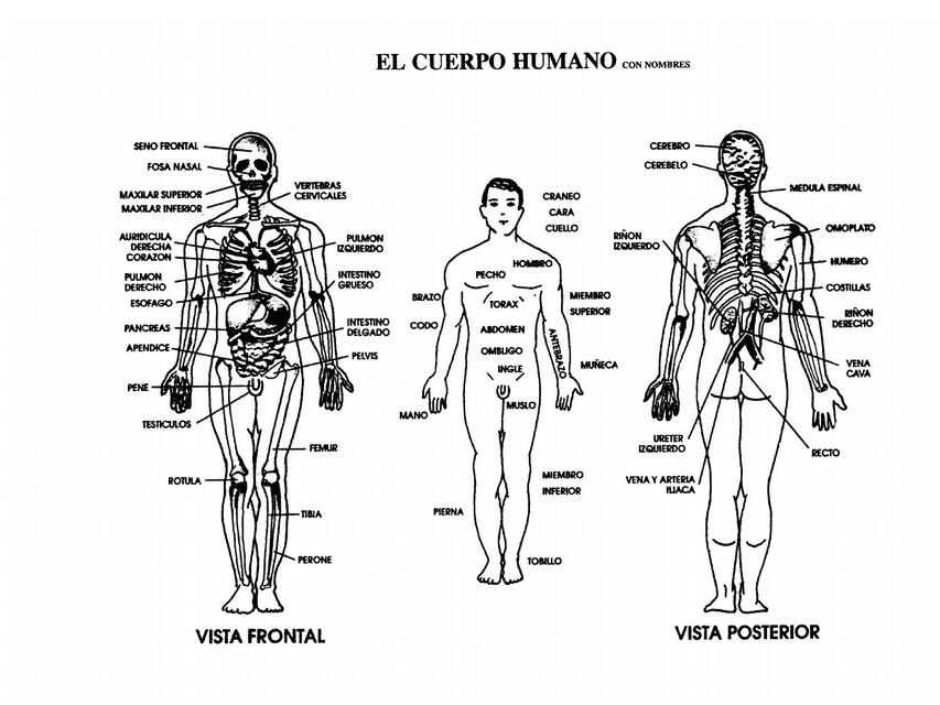 EL CUERPO HUMANO CON NOMBRES